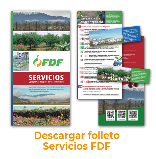 Servicios FDF