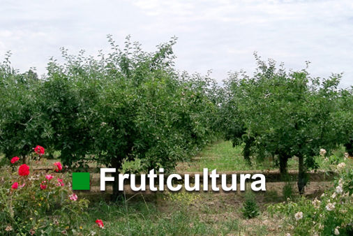 Fruticultura